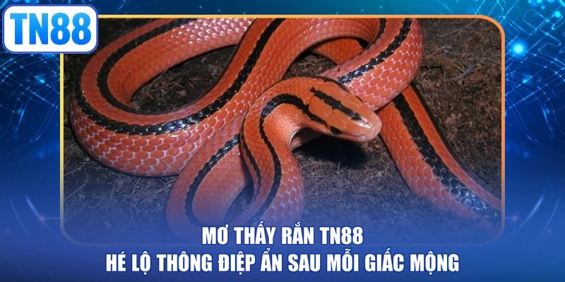 Mơ thấy rắn