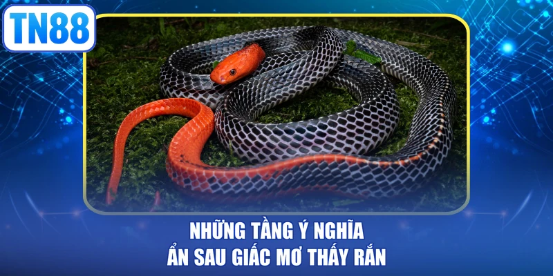 Những tầng ý nghĩa ẩn sau giấc mơ thấy rắn