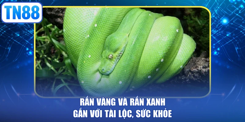 Rắn vàng và rắn xanh gắn với tài lộc, sức khỏe