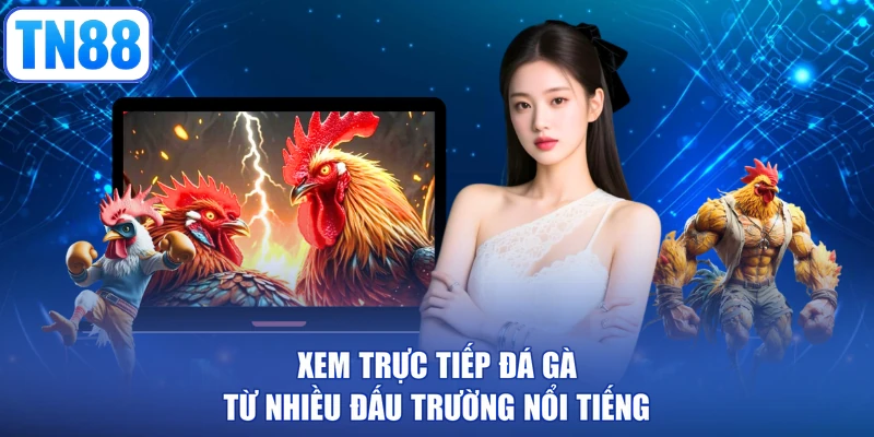 Xem trực tiếp đá gà từ nhiều đấu trường nổi tiếng